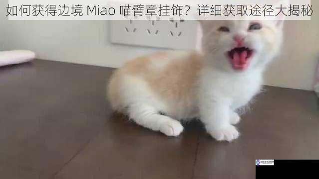 如何获得边境 Miao 喵臂章挂饰？详细获取途径大揭秘