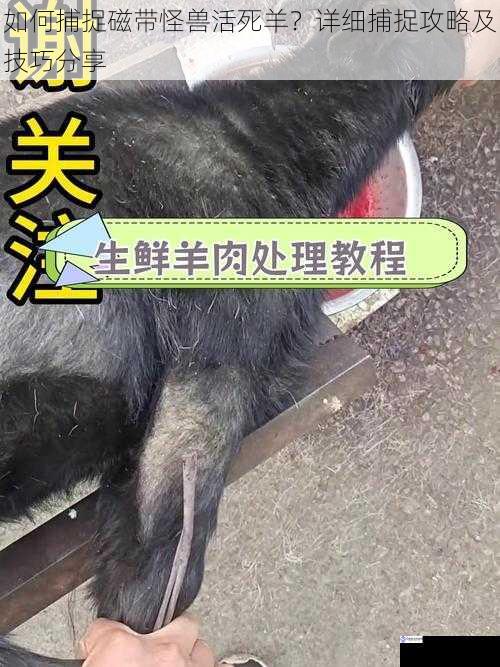 如何捕捉磁带怪兽活死羊？详细捕捉攻略及技巧分享