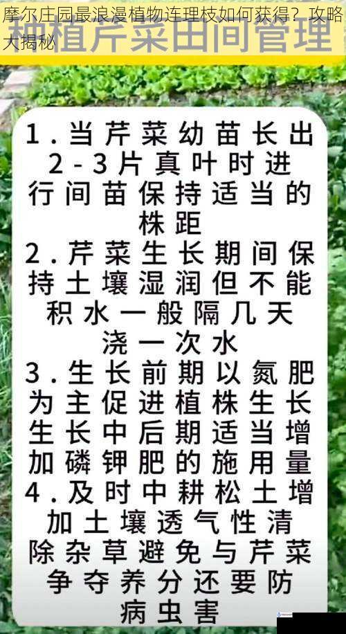 摩尔庄园最浪漫植物连理枝如何获得？攻略大揭秘