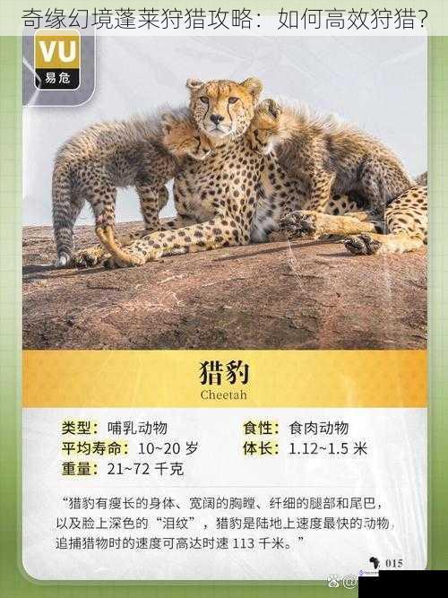 奇缘幻境蓬莱狩猎攻略：如何高效狩猎？