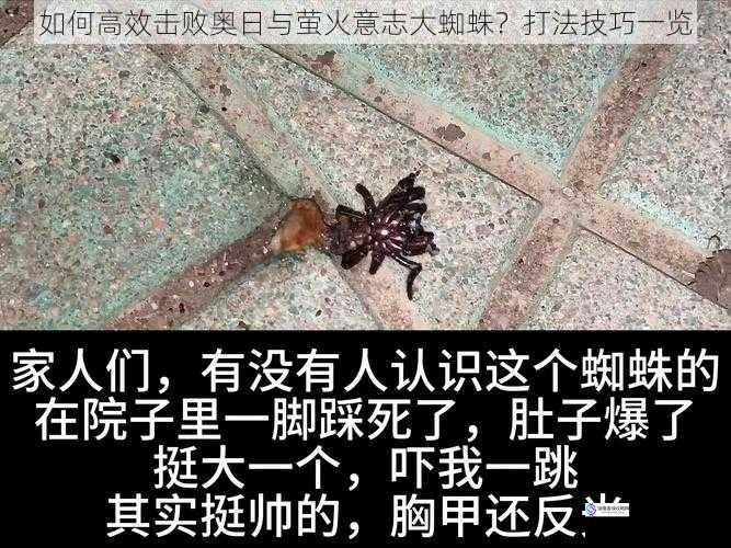 如何高效击败奥日与萤火意志大蜘蛛？打法技巧一览