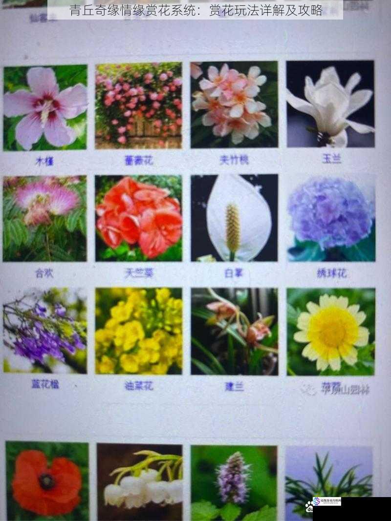 赏花种类与分布