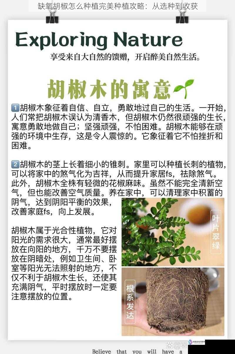 缺氧胡椒怎么种植完美种植攻略：从选种到收获