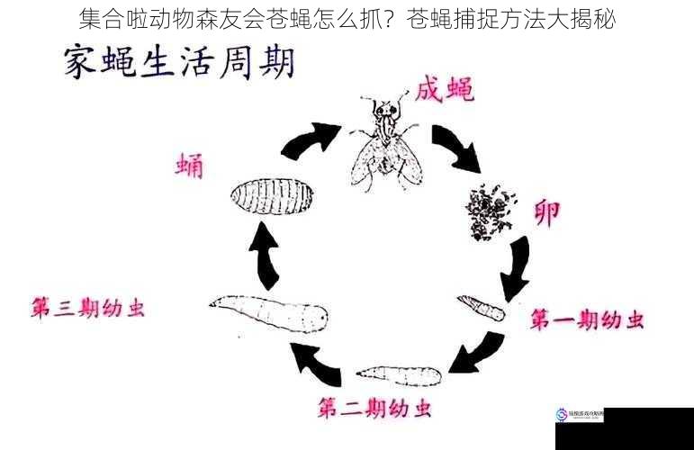 集合啦动物森友会苍蝇怎么抓？苍蝇捕捉方法大揭秘