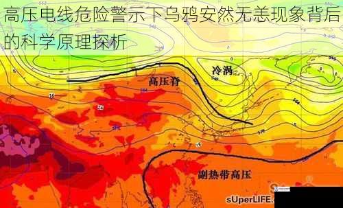 高压电线危险警示下乌鸦安然无恙现象背后的科学原理探析