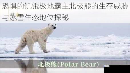 恐惧的饥饿极地霸主北极熊的生存威胁与冰雪生态地位探秘